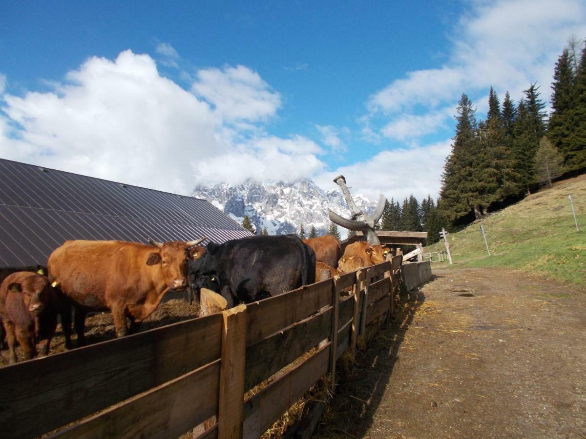 Balcone Sulle Dolomiti Leilighet Comèlico Superiore Eksteriør bilde